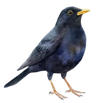 Blackbird, watercolor artwork with intricate patterns and vibrant, isolated on a white background.