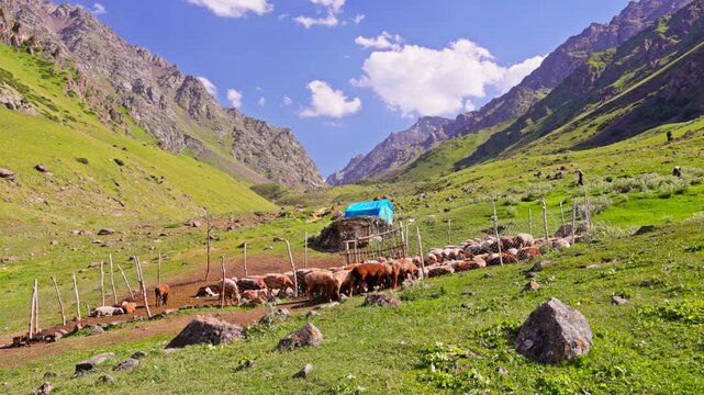 Flock of sheep in a sheepfold in alpine meadow near blue tent in mountains of Kyrgyzstan