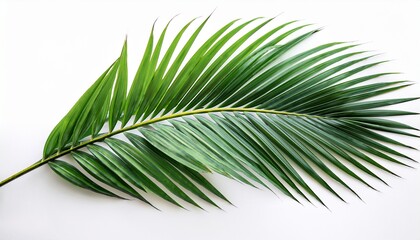 Obraz premium Tropical Palm Leaf Realistic Texture Botanical Summer Theme Isolated On A White Background