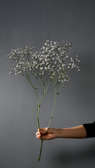 Gypsophila paniculata flowers in a bouquet