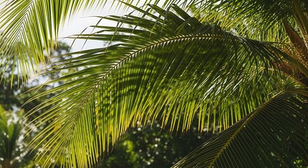 Obraz premium Close-up of lush green palm fronds with sunlight filtering through the leaves
