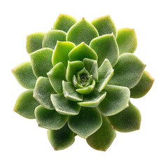 Green succulent plant rosette with fleshy leaves isolated on transparent background
