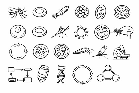 Line style icons of Plasmodium biology stages: mosquito, human blood cell, sporozoite, merozoite, gametocyte,