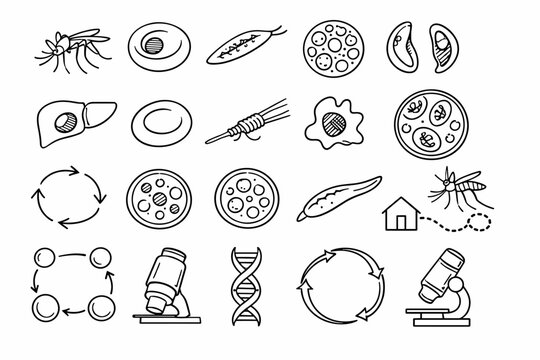 Line style icons of Plasmodium host alternation: mosquito, human blood cell, sporozoite, merozoite, gametocyte,