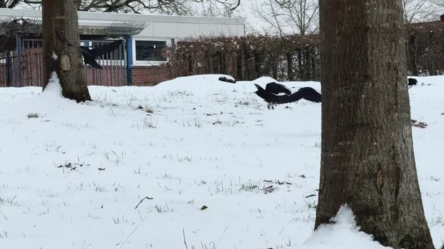 Drei Saatkrähen in einem verschneiten Park