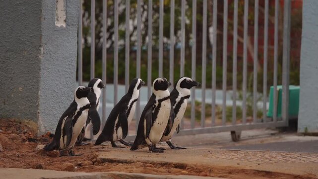 African penguins walk together across city road in Cape Town, returning from famous Boulders Beach colony to their nesting areas. This unique scene shows wild animals sharing urban space with humans