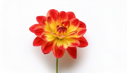 Vibrant Red And Yellow Dahlia Flower With Green Stem On White Background