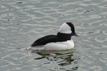 Fototapeta premium The bufflehead (Bucephala albeola) is a small sea duck of the genus Bucephala, the goldeneyes.