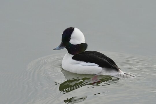 The bufflehead (Bucephala albeola) is a small sea duck of the genus Bucephala, the goldeneyes.