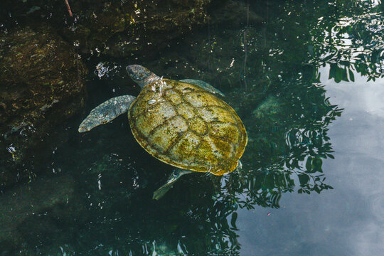Tortuga Mexicana