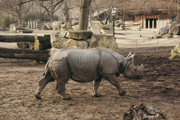Young rhinoceros walking in an outdoor enclosure at Schönbrunn Zoo in Vienna, Austria. Close-up view of an endangered rhino species in a naturalistic zoo. © Maja