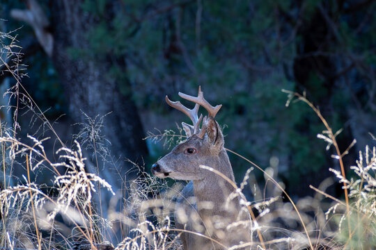 Coues' White-tailed Deer