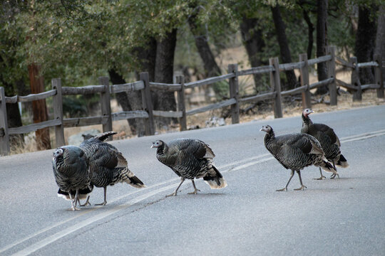 Wild Turkey in the Street