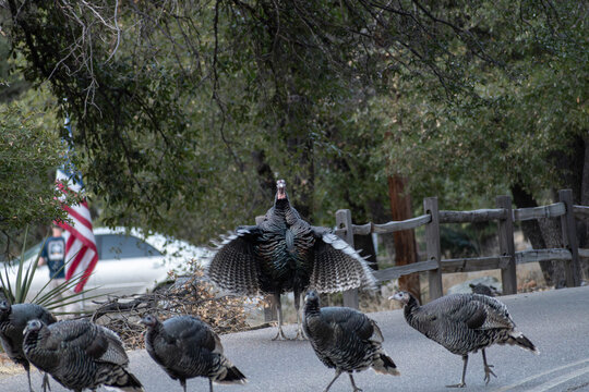 Gobbler guiding the Flock