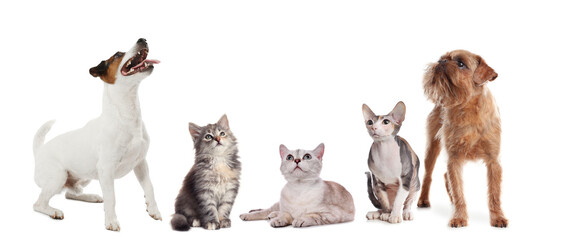 Fototapeta premium Dogs and cats looking at same point on white background