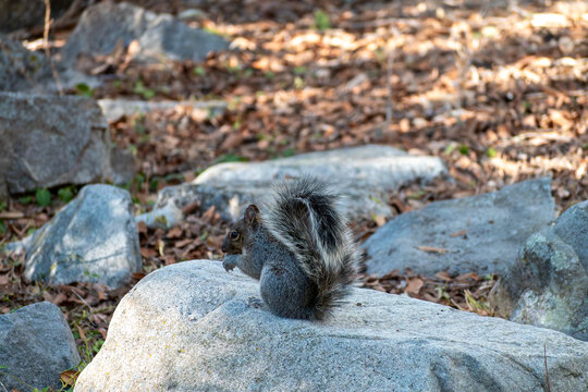 Arizona Gray Squirrel in Tree