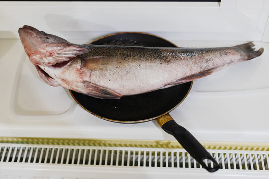 Zander fish - Sander lucioperca - A raw fish lies on a frying pan, prepared for cooking.