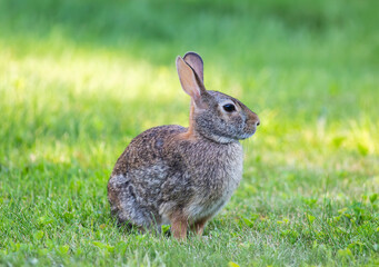 Small wild rabbit sitting in grass