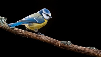 A Vibrant Blue Tit Perched On A Branch Against A Black Background