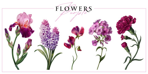 Obraz premium Purple garden flowers isolated on a white background. Vintage painting style illustration.