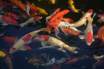 Colorful fancy carp fish swimming in the pond หรือ Group of koi fish in the garden pond
