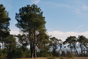 Obraz premium Trees and open meadow beneath a blue sky, a tranquil natural landscape ideal for nature photography and outdoor scenes with calm, inviting light.