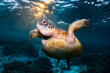 Fototapeta premium Sea turtle swimming near the surface in clear blue water above coral reef at Lady Elliot Island, Queensland, Australia.