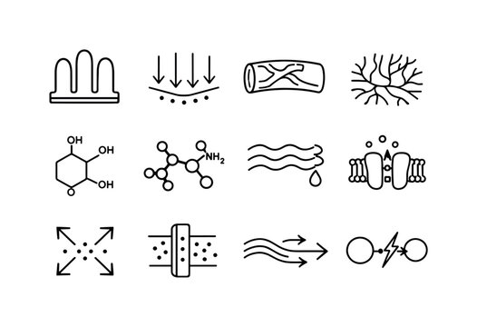 Nutrient Absorption Icons. Nutrient Absorption. Line icon set of Nutrient Absorption: intestinal villi, nutrient arrows, blood vessels, capillary network,