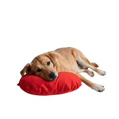 A dog resting on a red valentine heart-shaped pillow, viewed from above