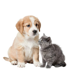 Adorable puppy and kitten sitting together on valentine's day, friendship, love, companions, pets, outdoors