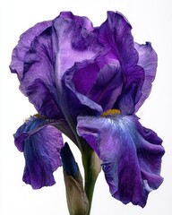 Close Up Purple Iris Flower