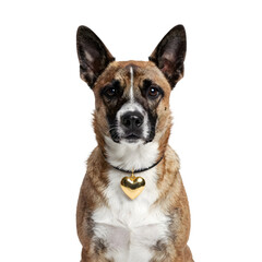 A brown dog wearing a heart-shaped valentine collar tag sitting upright in a studio setting