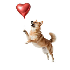 A playful Shiba Inu catches a red heart-shaped valentine balloon in mid-air, jumping with excitement on a white background