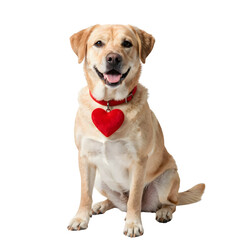 A happy valentine dog wearing a red heart-shaped collar sitting on a white floor, photographed from a slight angle.
