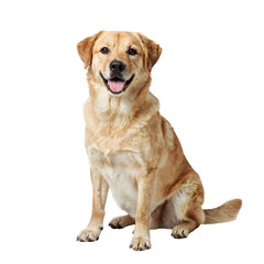 A happy valentine dog sitting and looking directly at the camera in a studio setting with a friendly expression