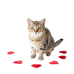 A cute cat surrounded by valentine red rose petals sitting on a floor viewed from a slightly high angle.