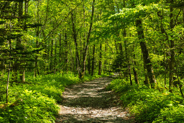 Fototapeta premium 日本の風景・初夏 長野 新緑の上高地