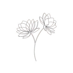 A delicate line drawing of two flowers on a single stem isolated on transparent background
