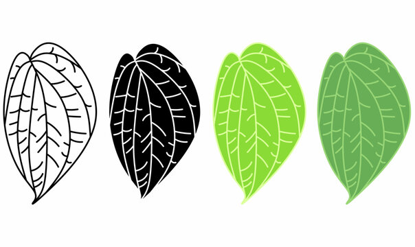 Betel (Piper betle) leaf icon set. vector illustration in thin, line, outline, silhouette. white, black, green leaves