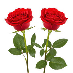 Two vibrant red roses with green leaves isolated on transparent background