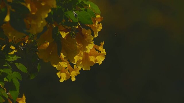 Close-up of vibrant yellow elder flowers (Tecoma stans) blooming in the garden with natural sunlight.