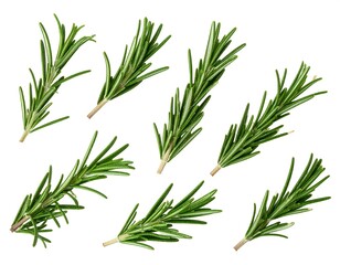 Obraz premium Isolated sprigs of fresh, fragrant rosemary arranged against a clean white background