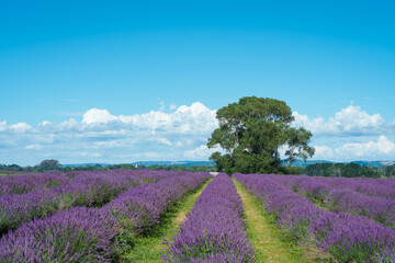 lavender field in Auckland New Zealand