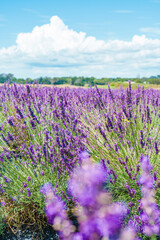 lavender field in Auckland New Zealand