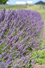 lavender field in Auckland New Zealand