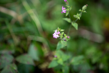 Fototapeta premium Red campion (silene dioica, red catchfly) growing in the Truro countryside (Cornwall UK).