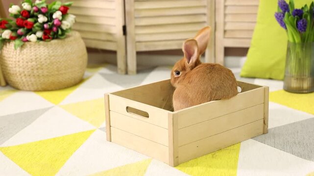 Cute Easter bunny in wooden crate indoors