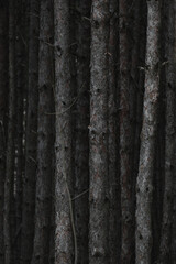 Obraz premium Pinewood forest tree trunks, selective focus on one tree