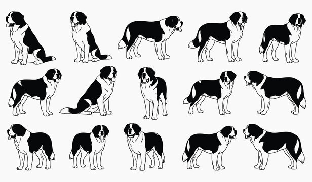 A collection of monochrome illustrations depicting saint bernard dogs in various poses