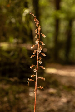 Flower spike of a black potato orchid (gastrodia cunninghamii) flowering in a forest in the Marlborough District of New Zealand.